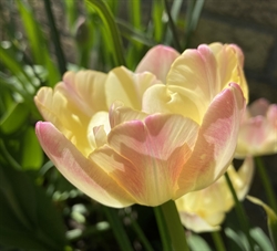 Tulipan Cream Upstar 8 løg